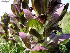 Acanthus syriacus