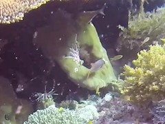 Pempheris vanicolensis