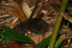 Mole-Like Rice Tenrec photo 3