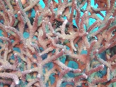 Plectorhinchus chaetodonoides