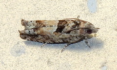 Pseudexentera hodsoni