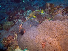 Plectorhinchus polytaenia