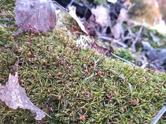 Sciuro-hypnum reflexum