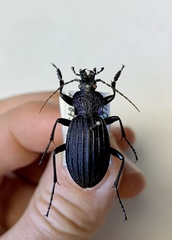 Carabus exaratus
