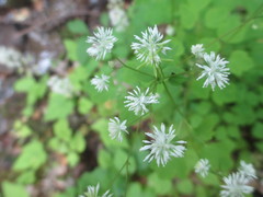 Thalictrum clavatum