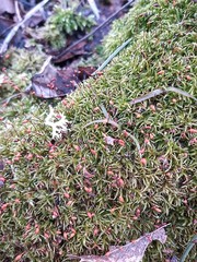 Sciuro-hypnum reflexum