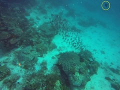 Odonus niger