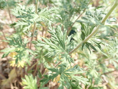 Potentilla argentea