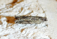 Pseudexentera haracana