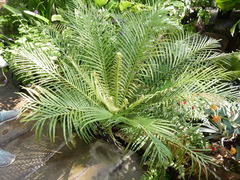 Blechnum brasiliense