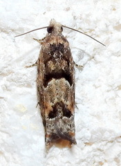 Pseudexentera hodsoni