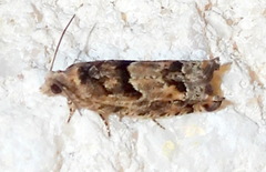 Pseudexentera hodsoni