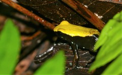 Mantella laevigata