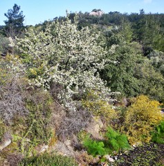 Pyrus elaeagrifolia
