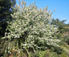 Pyrus elaeagrifolia