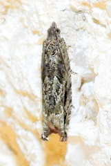 Pseudexentera haracana