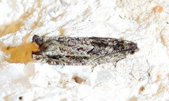 Pseudexentera haracana