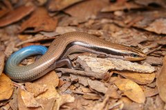 Plestiodon callicephalus