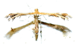 Dejongia