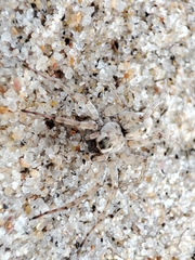Arctosa perita