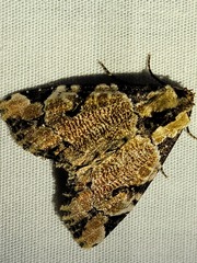 Stibaera thyatiroides