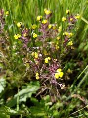 Pedicularideae