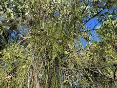 Casuarina cristata