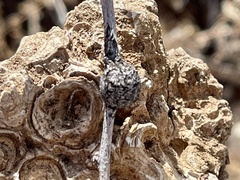 Tanaostigmodes howardii