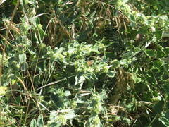 Marrubium vulgare