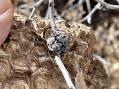 Tanaostigmodes howardii