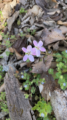 Claytonia virginica