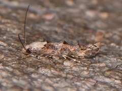 Mompha murtfeldtella