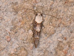 Mompha murtfeldtella