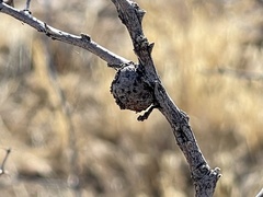 Tanaostigmodes howardii