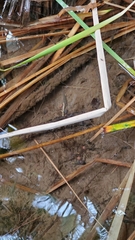 Cyprinodon macularius