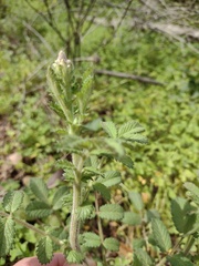Sanguisorba hybrida