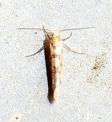 Argyresthia alternatella