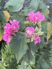 Dombeya wallichii