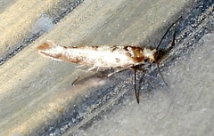 Argyresthia alternatella