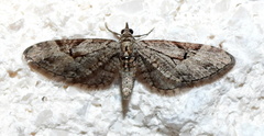 Eupithecia bolterii