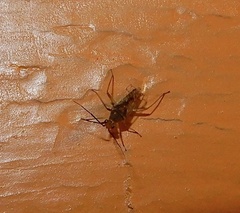 Hyalopeplinus malayensis