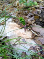 Carex sparganioides