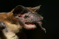 Mormopterus jugularis