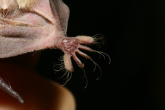 Mormopterus jugularis