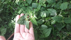 Calyptocarpus brasiliensis