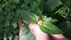 Calyptocarpus brasiliensis