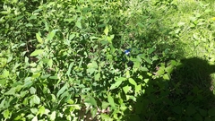 Calyptocarpus brasiliensis