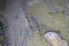 Triturus karelinii