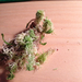 Sphagnum subtile - Photo (c) Charlie Hohn, some rights reserved (CC BY), uploaded by Charlie Hohn