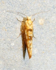 Argyresthia alternatella